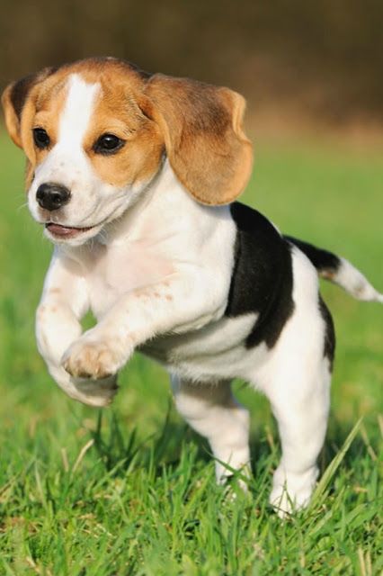 Beagle: Trouble wrapped in cuteness.