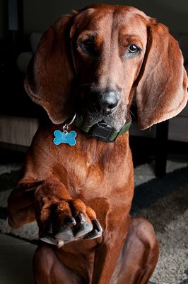 Red Bone Coon - Hound. Loyal and sweet dog. 