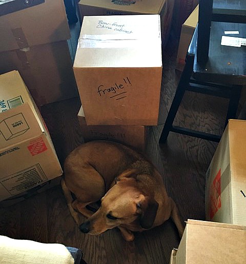 Doug the dog hiding in the boxes. 