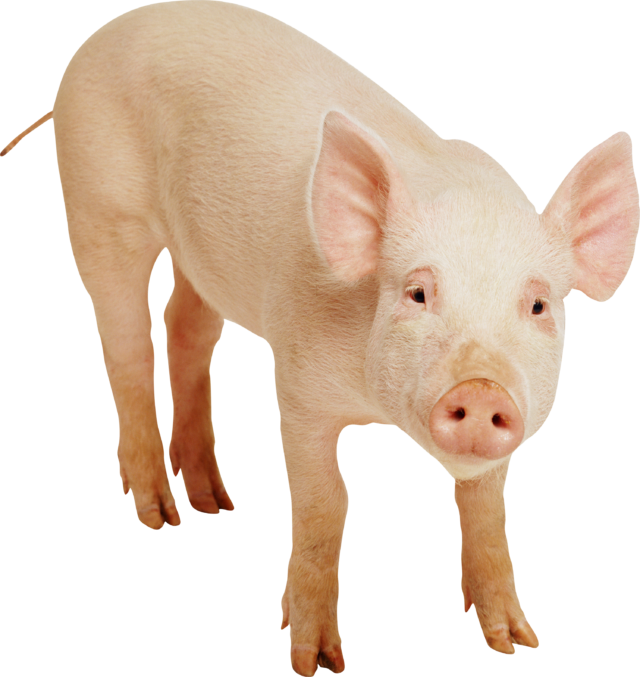 pig_png2216