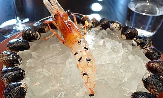 ants-on-a-shrimp