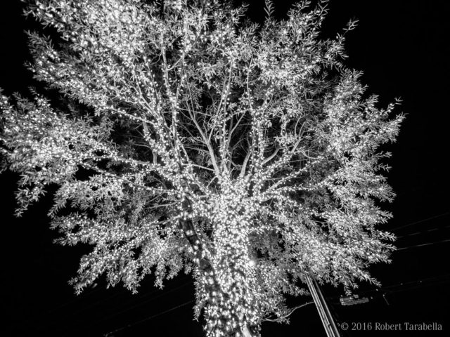 Fairhope Tree Lighting - Leslie Anne Tarabella - blog