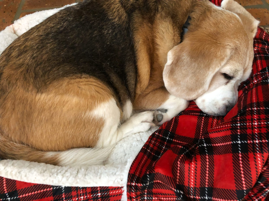 Beagle in a snuggly blanket
