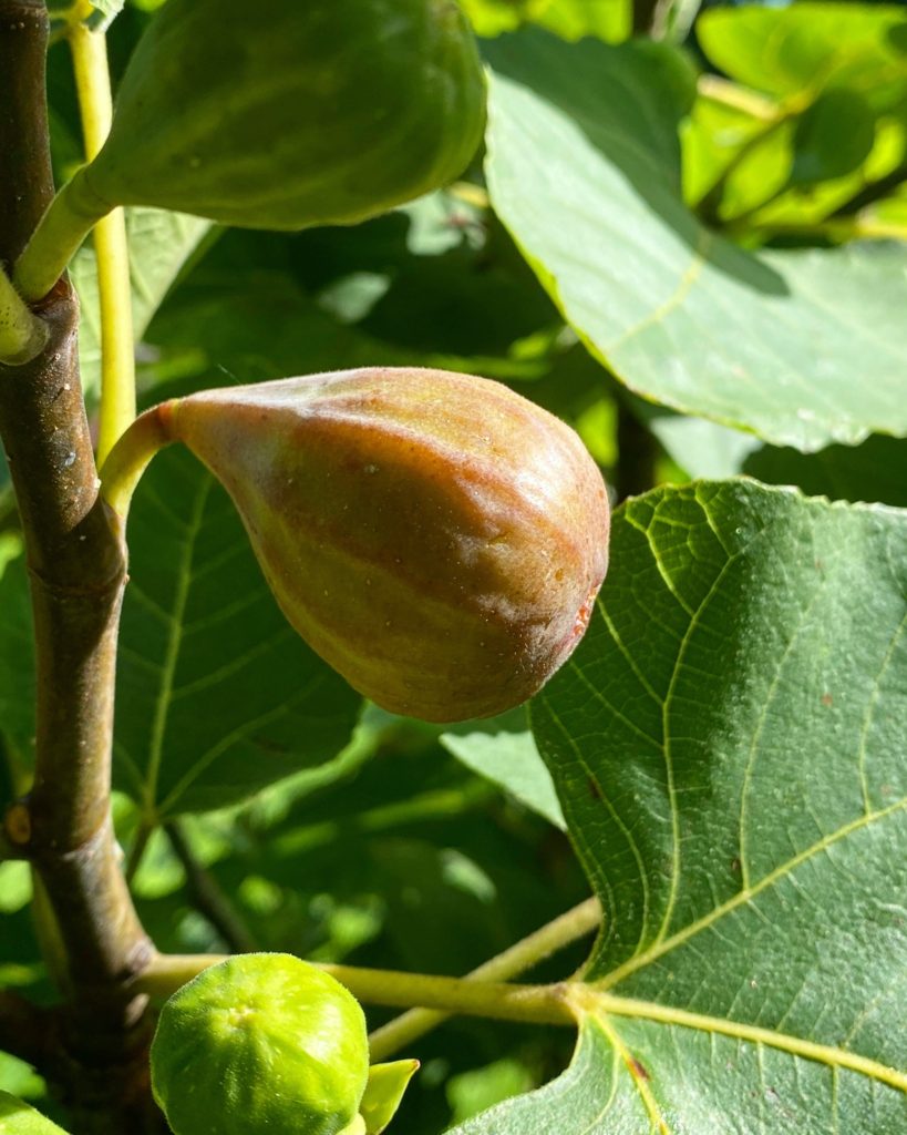 Southern figs - What to do with all those figs? Putting up summer figs - Leslie Anne Tarabella
