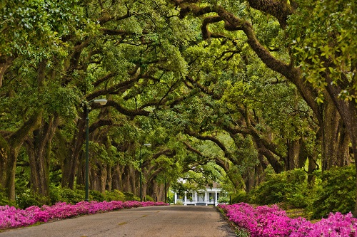 Avenue of the oaks at Spring Hill College in Mobile, Alabama